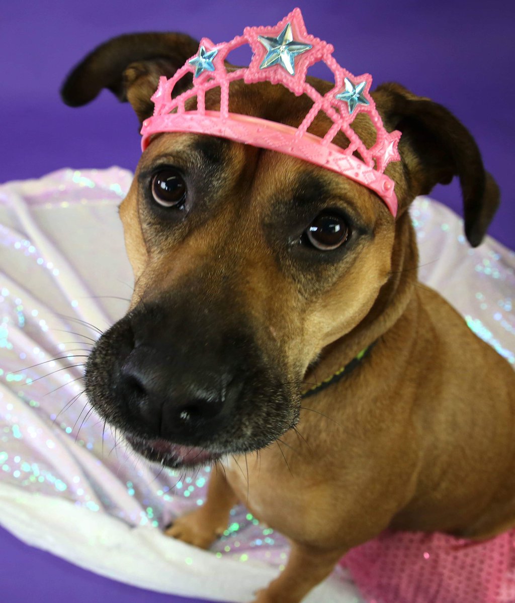 Edhed's tweet photo. Molly is a princess! But I already knew that. #pitboxermix https://t.co/eiPjpBP8eK
