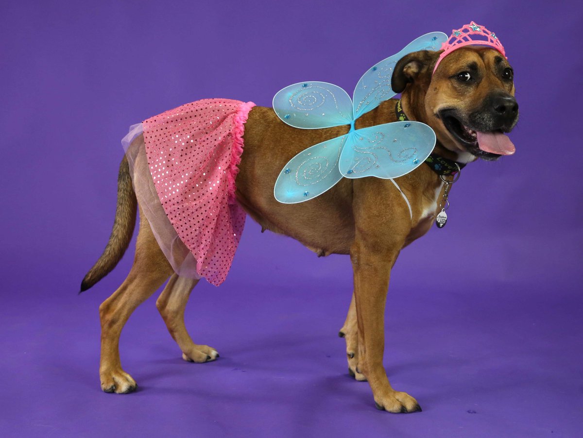 Edhed's tweet photo. Molly is a princess! But I already knew that. #pitboxermix https://t.co/eiPjpBP8eK