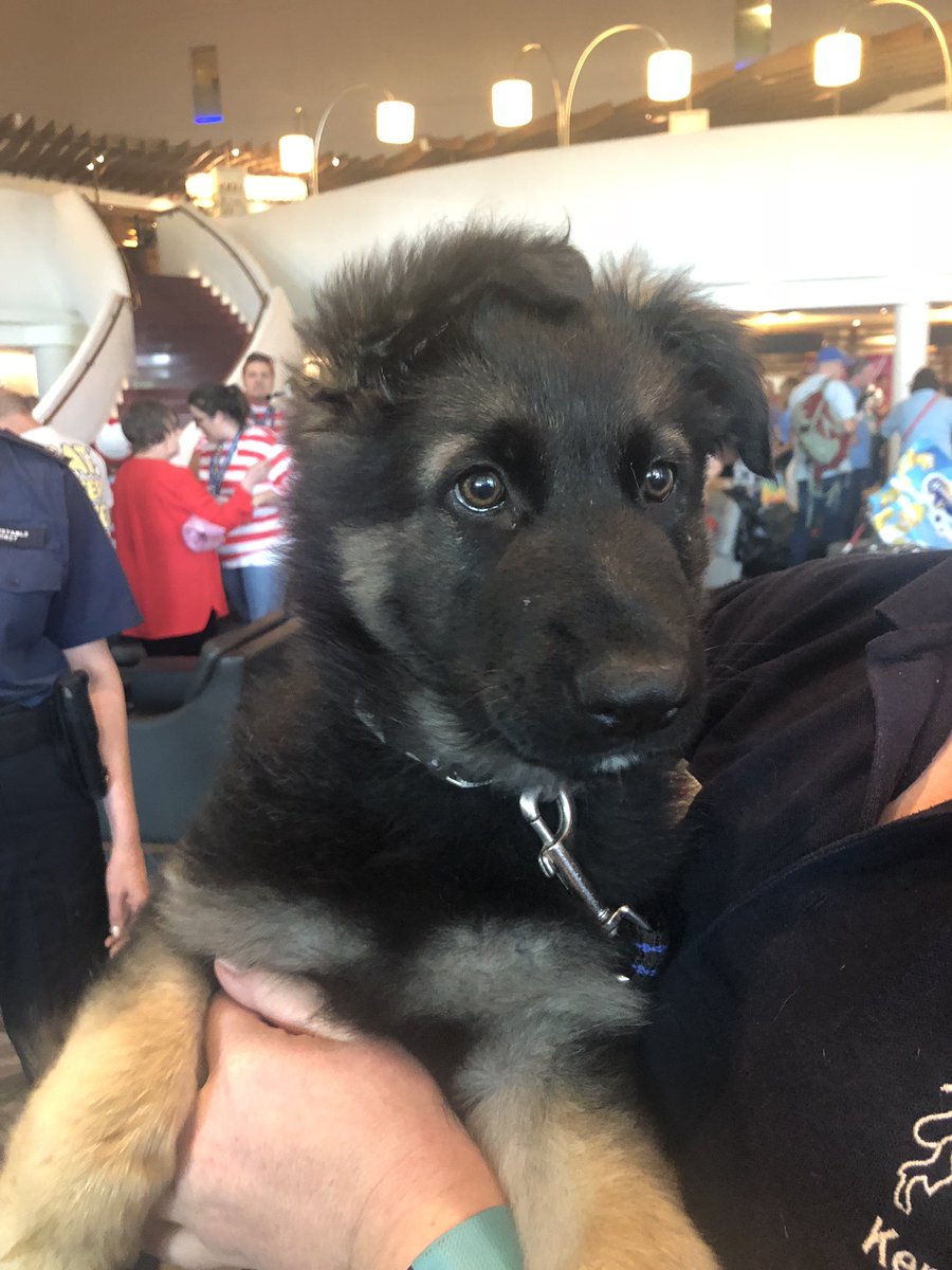 MPSHeathrow's tweet photo. 9 week old puppies Ellie and Zimba have also come down to @HeathrowAirport with @MetTaskforce to join in the @Dreamflight fun. Although Ellie was more interested in chewing ears!! πΆ #puppy #policedogs #tastedgood https://t.co/FSnZwNJ98C