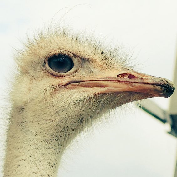 りそ ダチョウ 円山動物園にて まつ毛が長くて可愛かった 可愛い可愛い T Co Uln3qrbawb Twitter