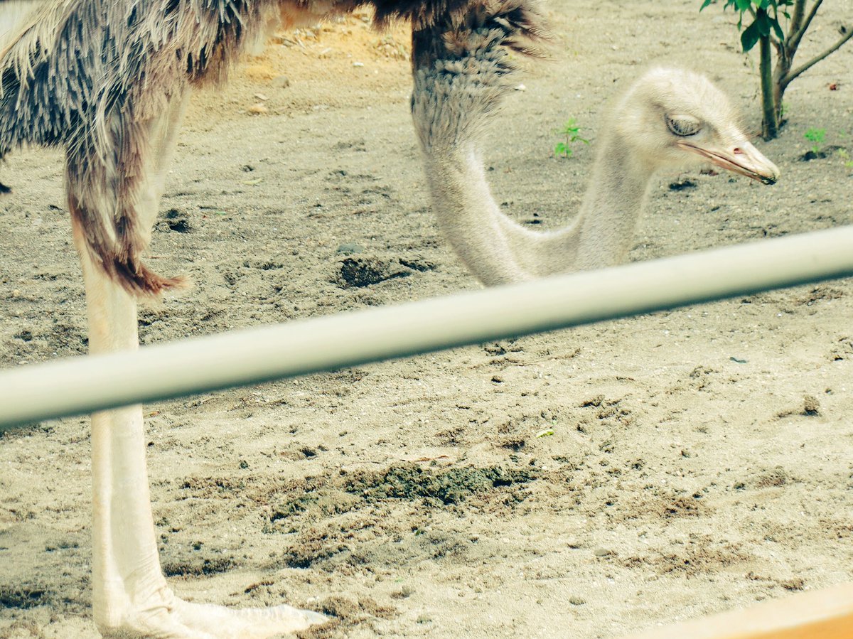 りそ ダチョウ 円山動物園にて まつ毛が長くて可愛かった 可愛い可愛い