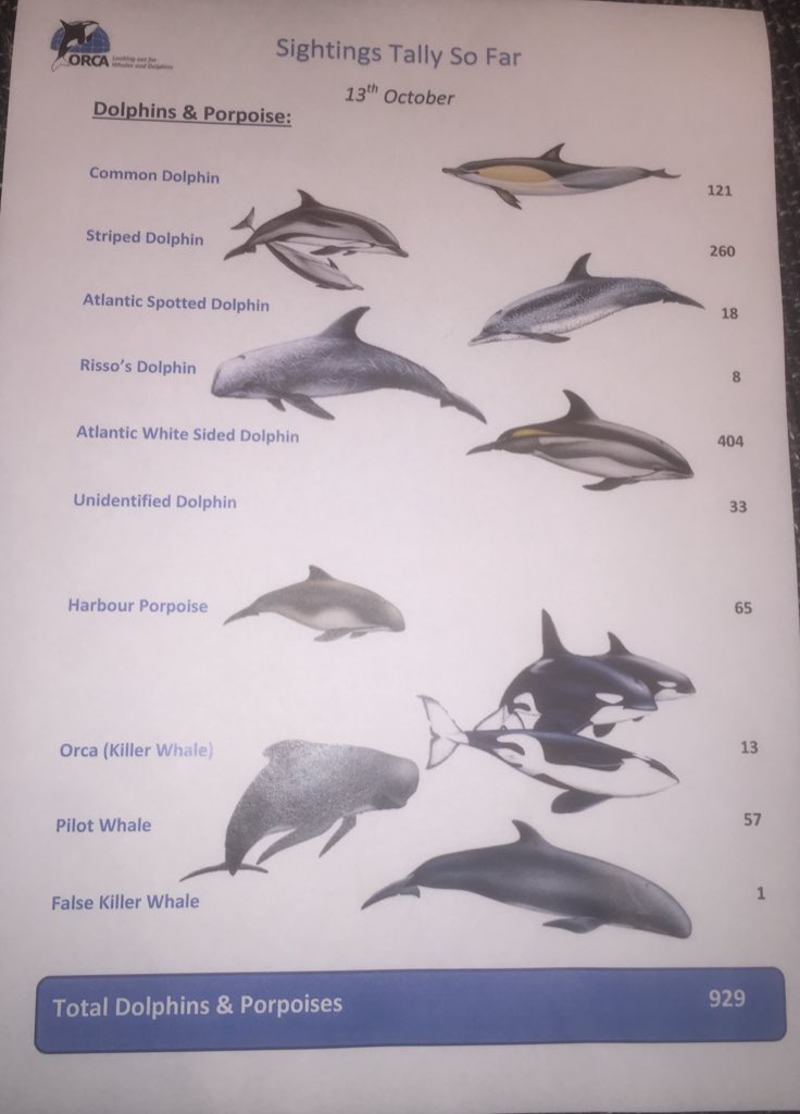 ORCA tweet media