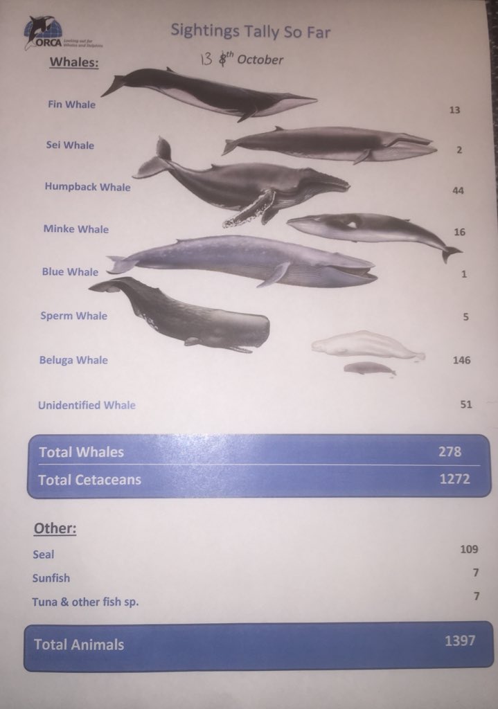 ORCA tweet media