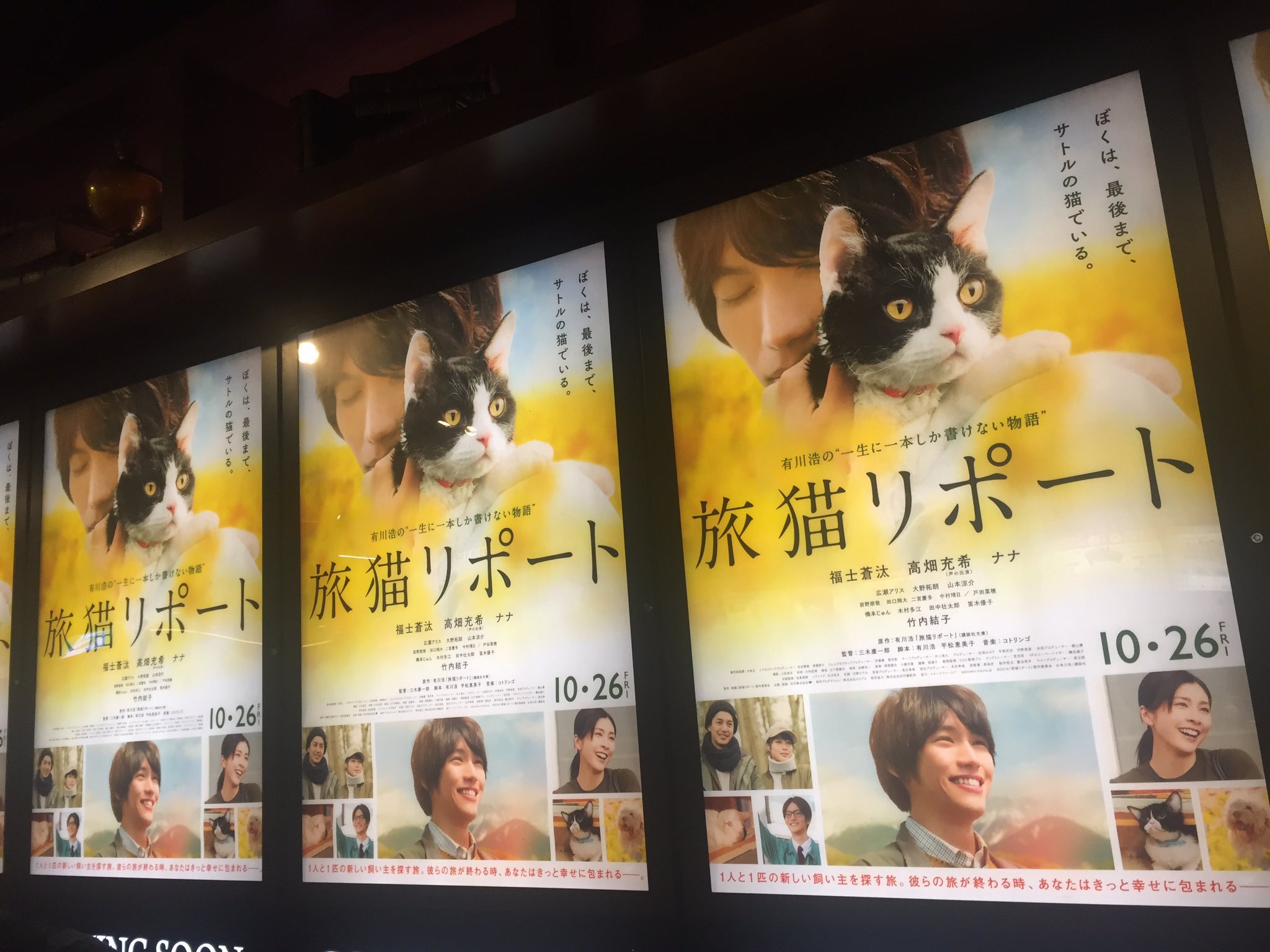 猫旅リポート Twitter Search Twitter