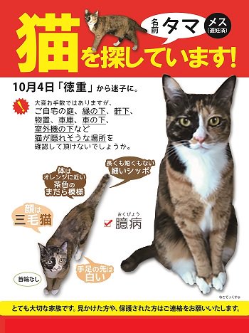 ねこてっくす 迷子猫 迷子犬 迷子鳥 迷子ペット チラシ制作 迷子猫 タマちゃんを探しています 10 4愛媛県で迷子に 三毛猫の女の子 顔は三毛猫 顔の右側は黒猫 胸は白猫 背中はサビ猫 前足は茶トラ 細い尻尾 首輪なし とても臆病な性格です