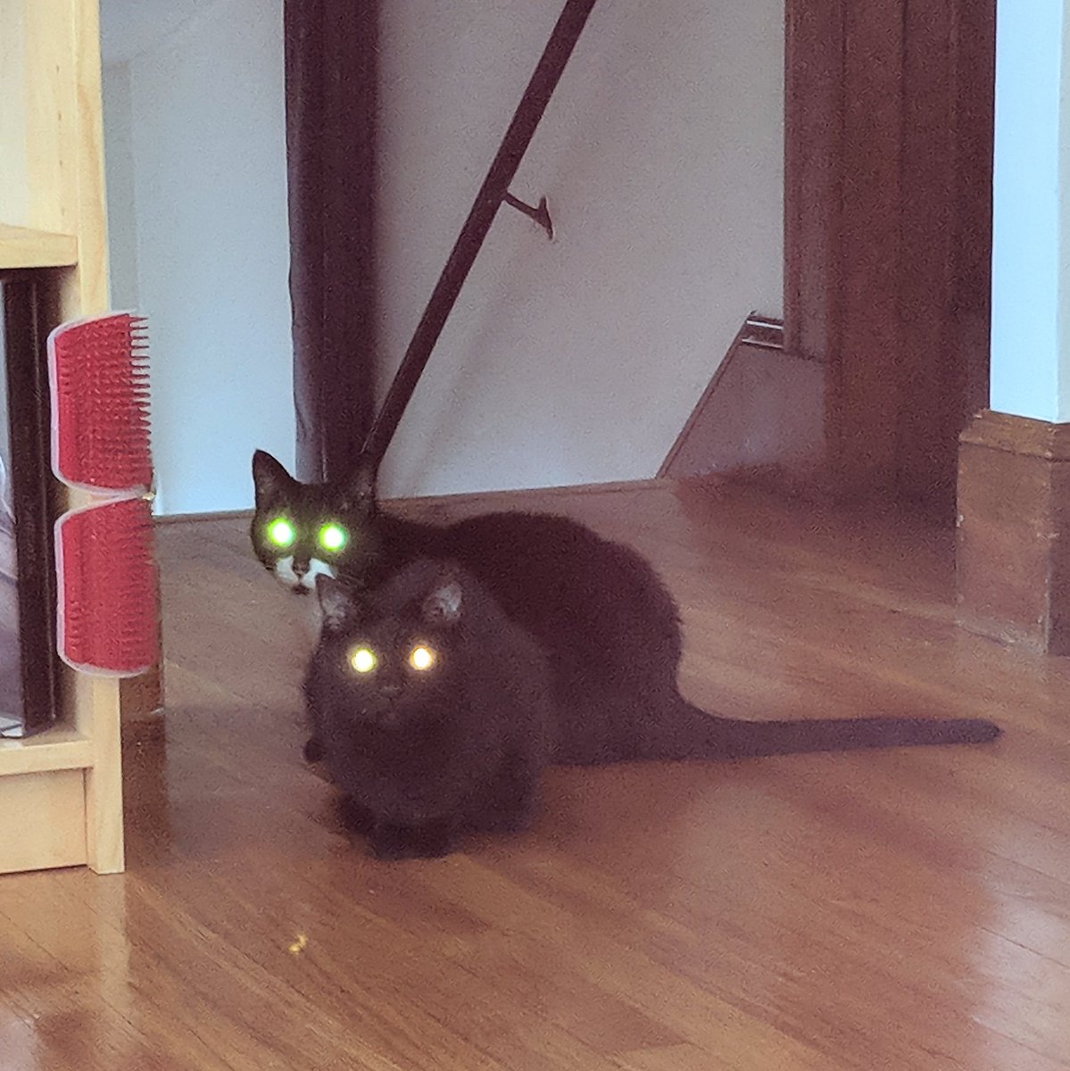GundamCat13's tweet photo. When the camera flash makes a photo 1000x better πΈ #Zuko #TexCat #spooky https://t.co/g6zLj7hK1d