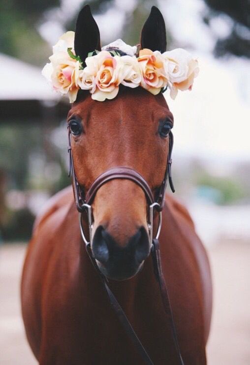 af_horse6's tweet photo. https://t.co/MMeNlHHgUJ