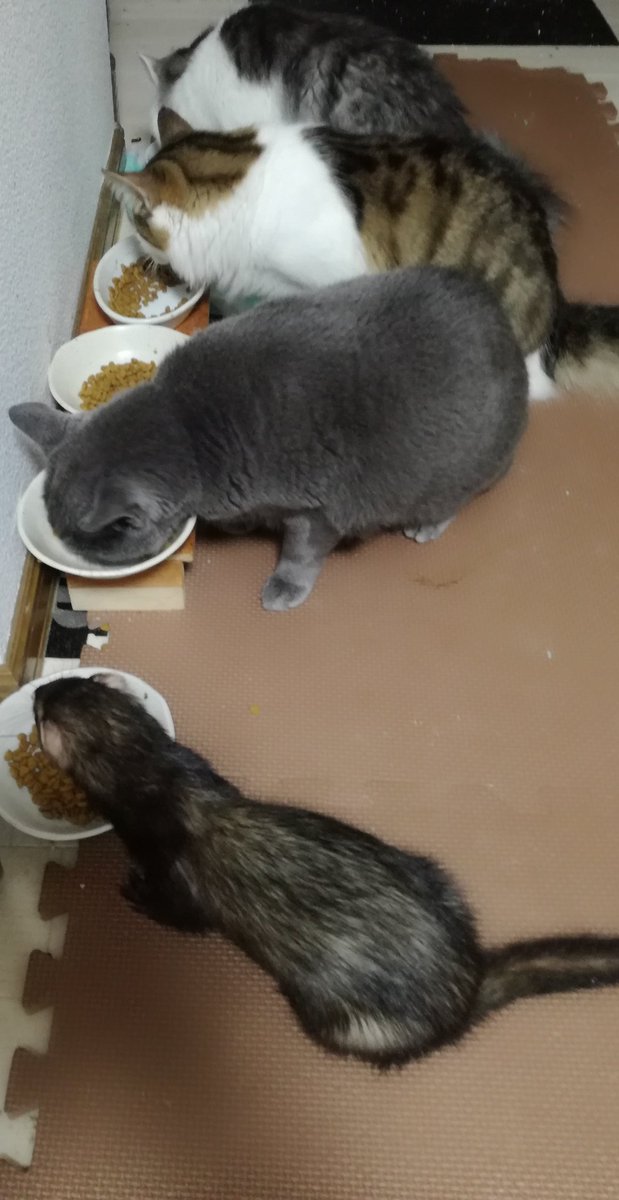 anyugorou's tweet photo. ♂同士の 食事タイム  
人間で例えたら 部活でカツ丼とか、生���焼き弁当を食べるようなイメージ… https://t.co/G3L2ysXeS2