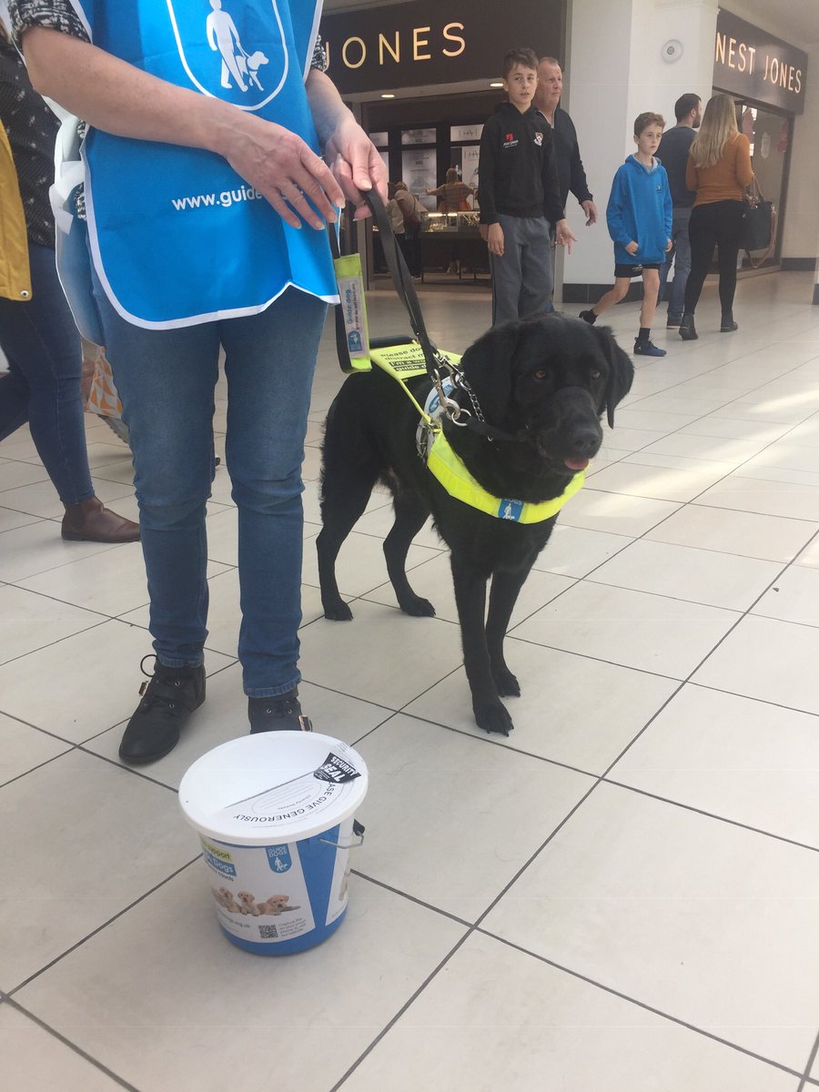 GuideDogEnya's tweet photo. Mum said I was a "good girl" @RoyalPriorsSC for #GuideDogsWeek helping @LeamGuideDogs bcollection today https://t.co/QJLcCSOMdv