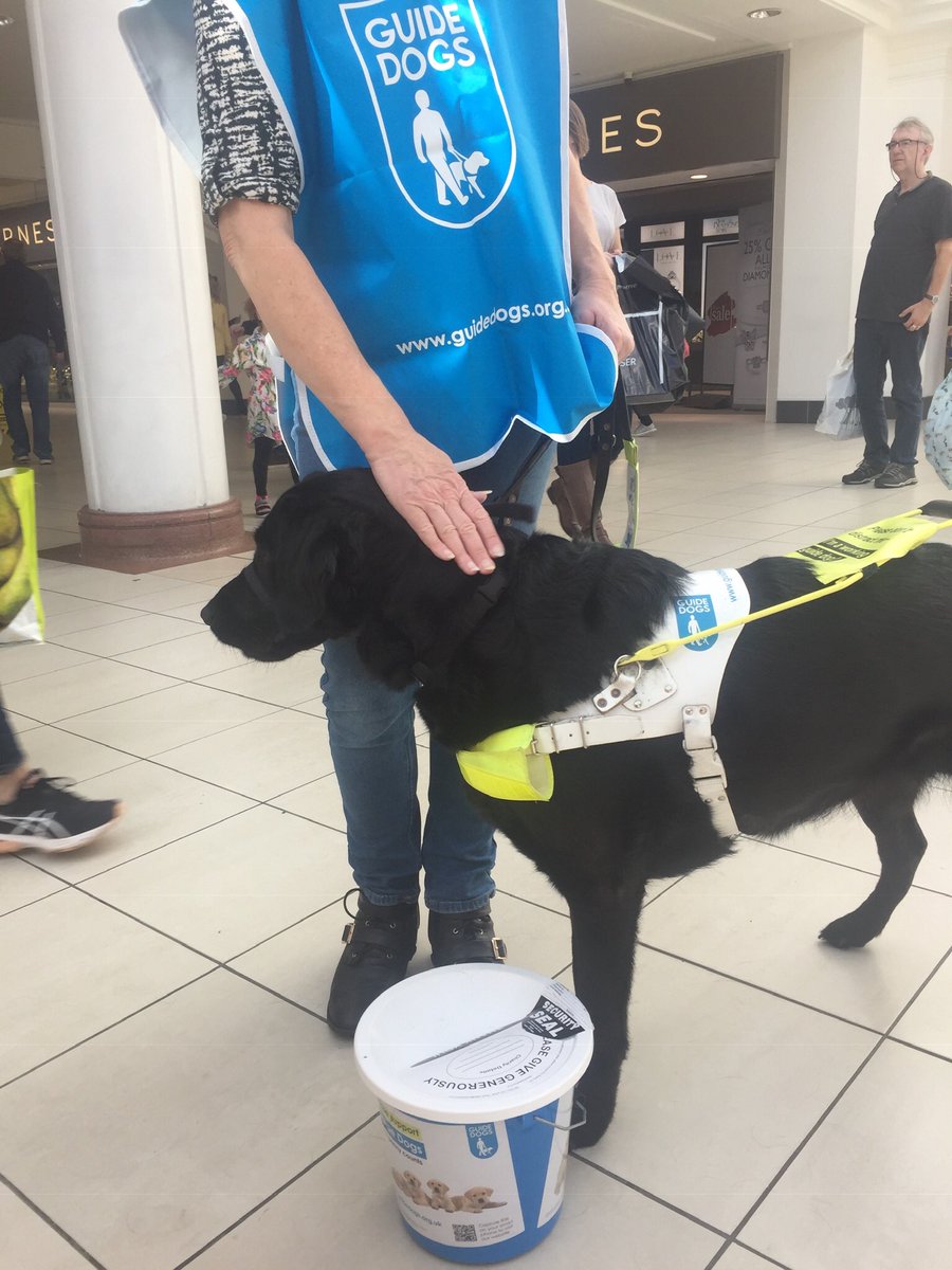 GuideDogEnya's tweet photo. Mum said I was a "good girl" @RoyalPriorsSC for #GuideDogsWeek helping @LeamGuideDogs bcollection today https://t.co/QJLcCSOMdv