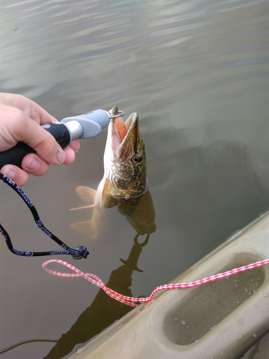 M_Zachrisson's tweet image. It was a nice day for some #pikeonfly #kayakfishing