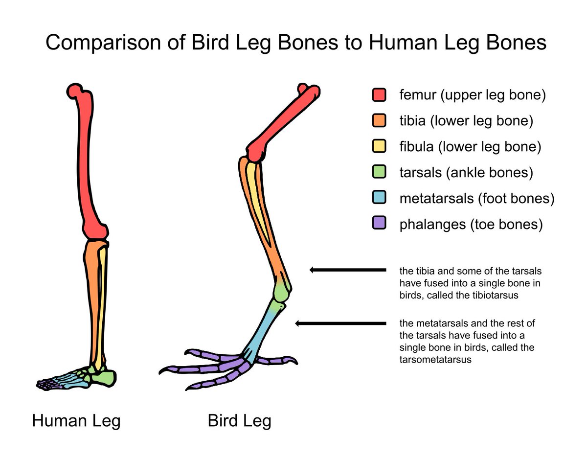 Birds legs. Bird Leg Anatomy. Bird Legs. Протез конечности птицы. Bird foot Anatomy.