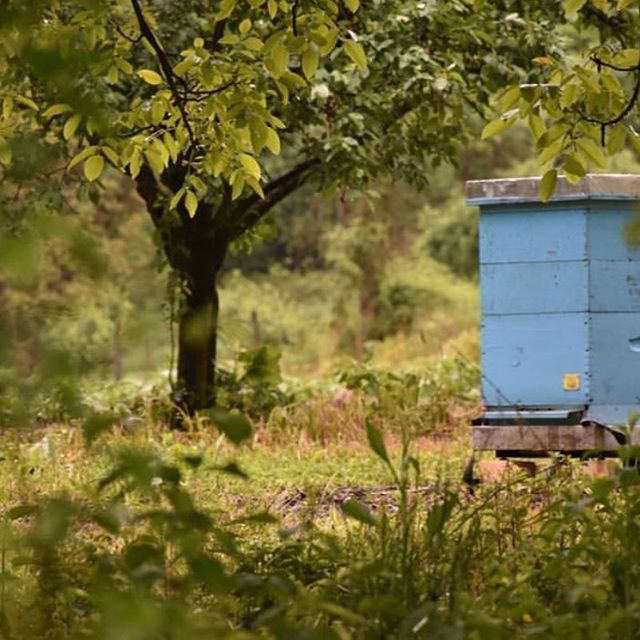 beewebapp's tweet image. #beekeeping #beekeeper #bees #honigbiene #biene #apicultura #apiary #apicoltura #apiculture