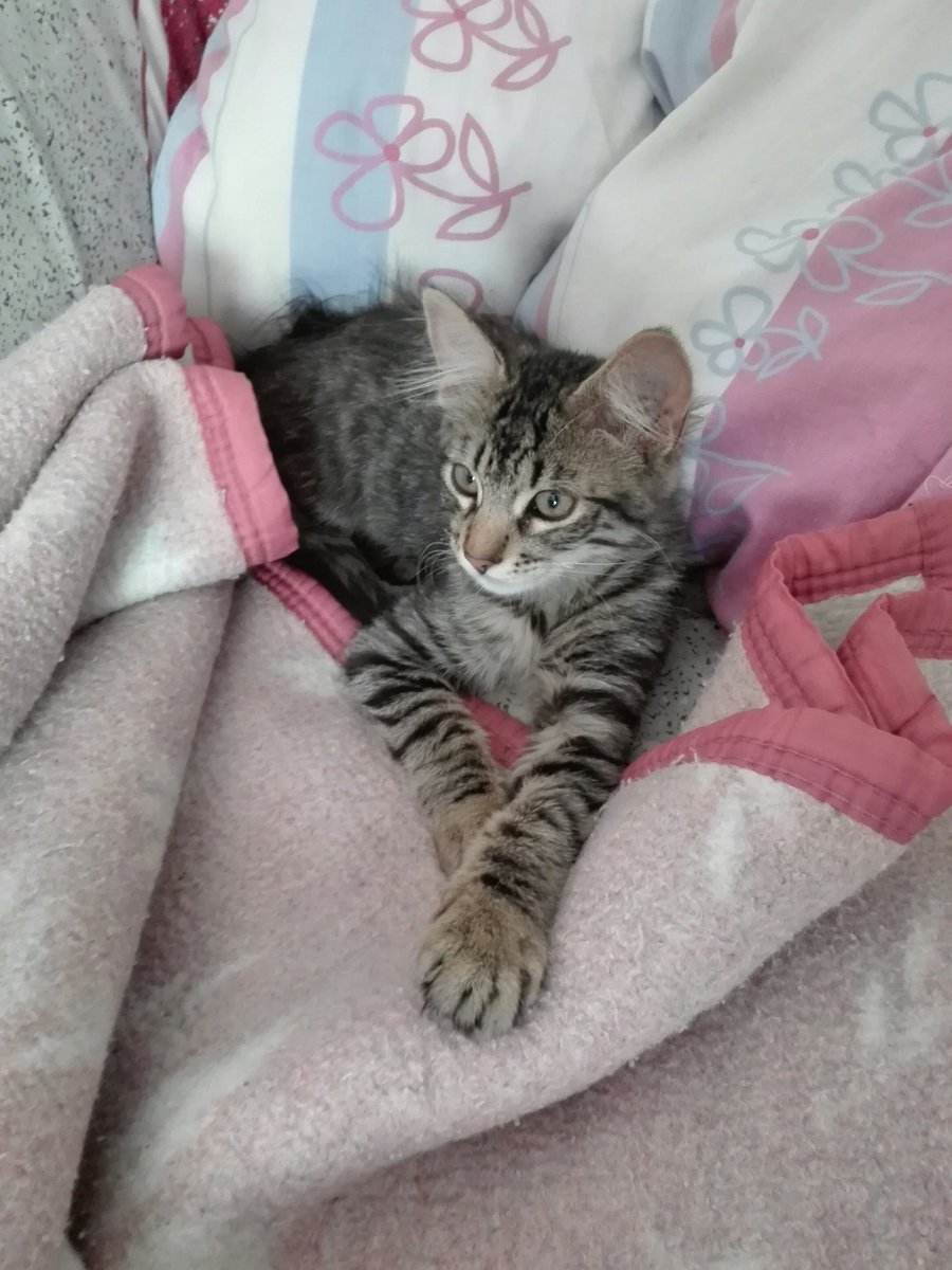 clubgaterogrupo's tweet image. Gatito de 4 meses muy regalón y amante de estar en brazos busca su hogar definitivo. 
¿Te gustaría adoptarlo?
Puedes contactar a Katalina al: +56947330010  
#gatos #Santiago #AdoptaNoCompres