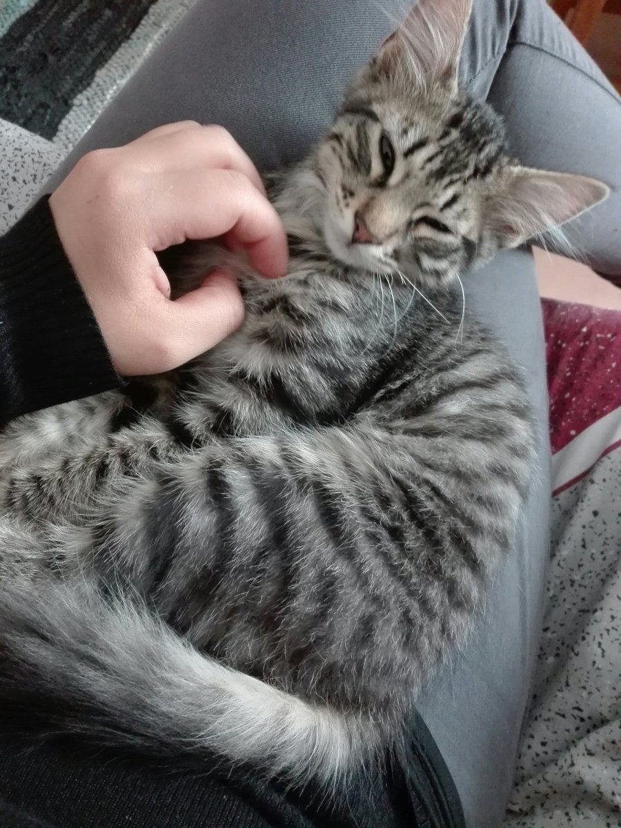 clubgaterogrupo's tweet image. Gatito de 4 meses muy regalón y amante de estar en brazos busca su hogar definitivo. 
¿Te gustaría adoptarlo?
Puedes contactar a Katalina al: +56947330010  
#gatos #Santiago #AdoptaNoCompres