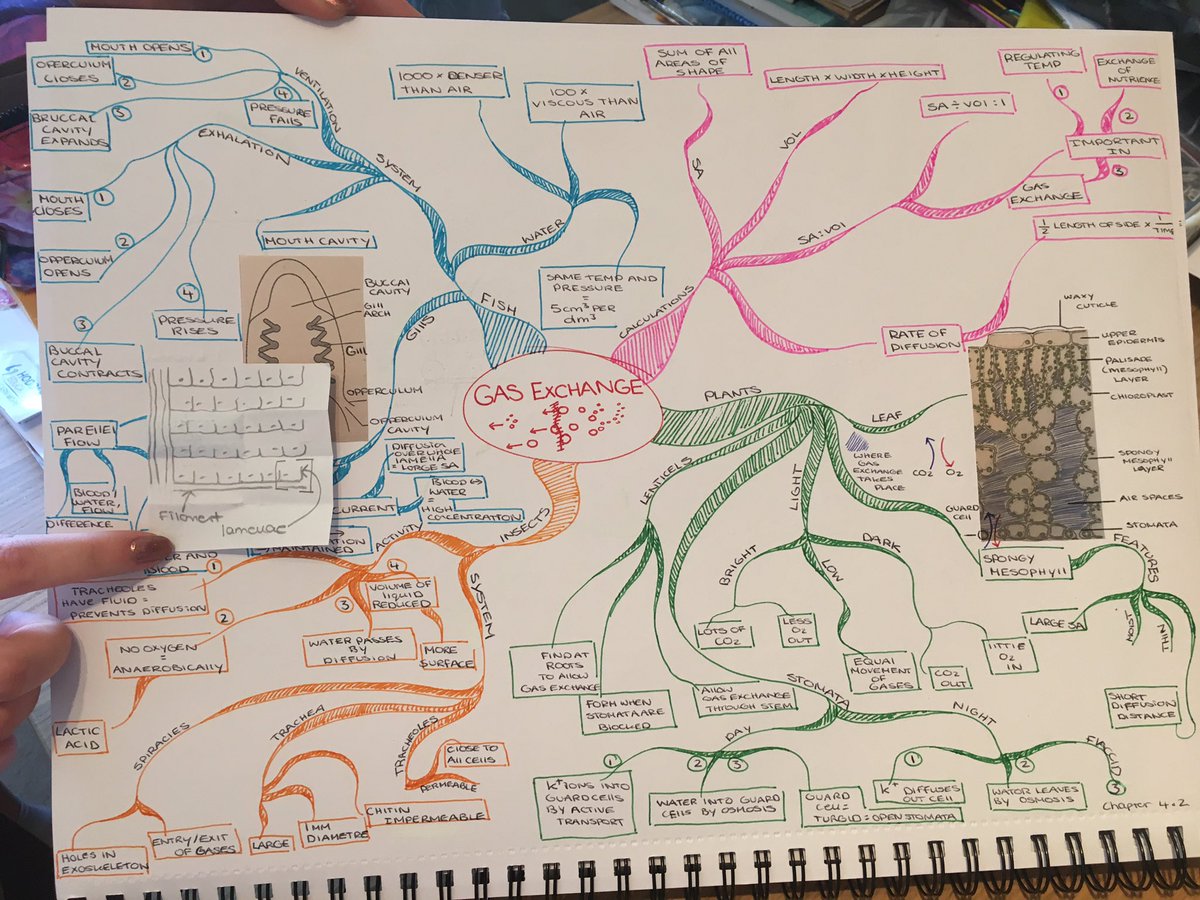 saperkins's tweet photo. @Tony_Buzan my student produced this mindmap after just 2 hours instruction, with an innovative โpop outโ on one branch https://t.co/x3RYokS2NQ