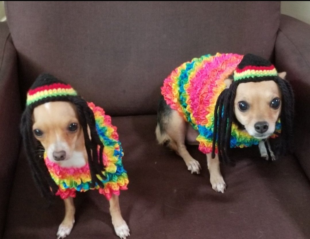 eternalightshop's tweet photo. Have you picked out your costume yet? 💀👻🎃 Customer photo by Jannette! They're too cute! 💖 https://t.co/Io4p2me9qG