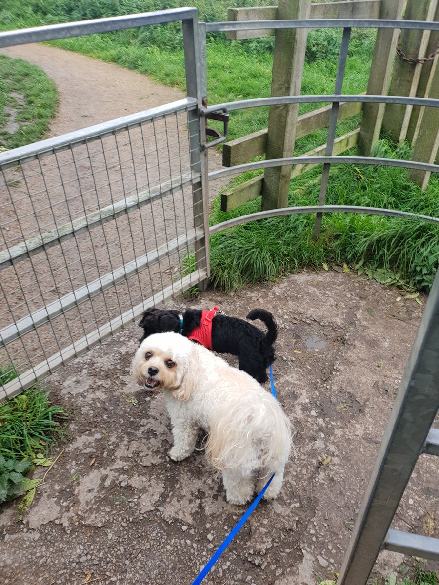 Ted's had such a busy day today! This morning he attended Puppy Hour at our local <a href="/petscorner/">petscorner</a> And after that he has his first proper walk with his big sister Amber. He's definitely going to sleep tonight! 
#PuppyDays #RescuePuppy