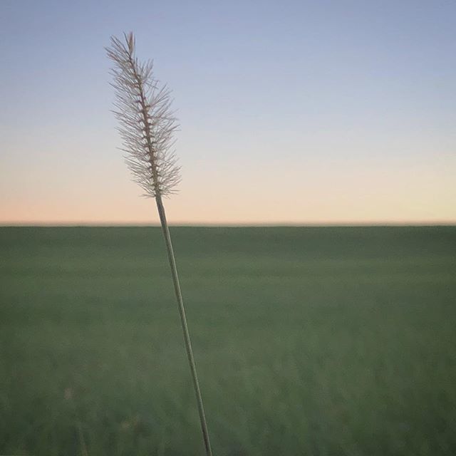 The simple beauty of nature.
.
.
#sunset #minimalist #fields #naturalmassachusetts #massachusetts #newengland