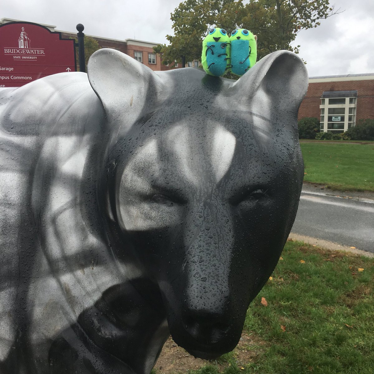 SimplySuzy's tweet photo. Bugs buckle up and head to @BridgeStateU for Family Weekend! Check out Greenie Beanie & Pixel bravely riding the BSU bear! #GoBears! #GoBugs! #bringthebug & #loveyourbug at https://t.co/Q1NEN4DEyY @cterrillteach @mrtwhalen https://t.co/ip03IlILwt