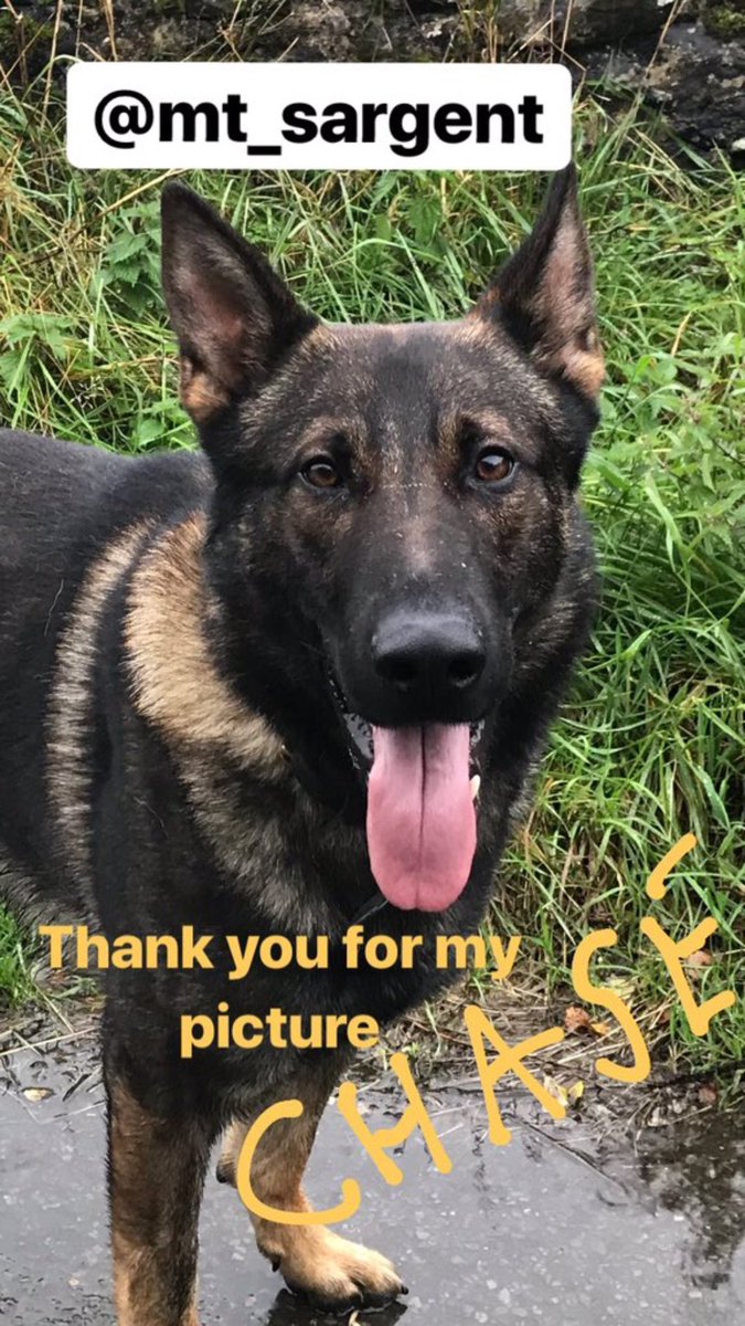 PSOSDogs's tweet image. One of our lovely followers @mt_sargent has done some drawings for us, we love them so much we thought we need to share them with twitter world. Here's #PDChase 🐾😍