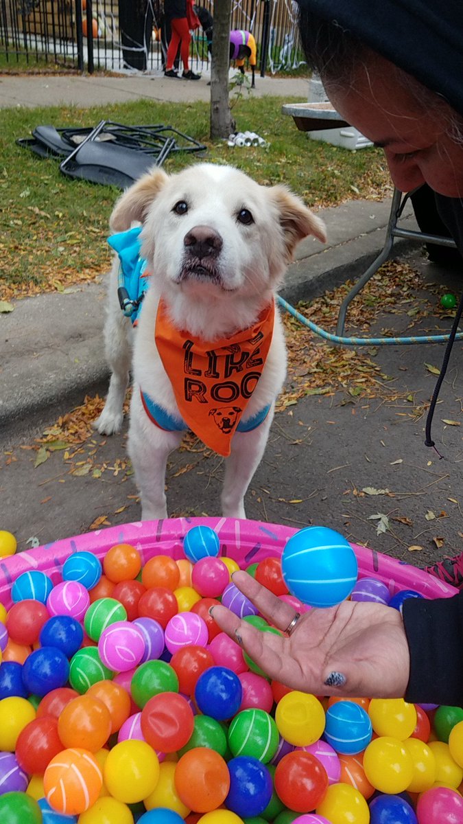 TravelByBubble's tweet photo. More from the @CCR_pups #muttstrut #pacman #muttstrut2018 #80sPup https://t.co/ewxZGAmJFR