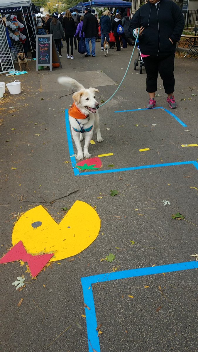 TravelByBubble's tweet photo. More from the @CCR_pups #muttstrut #pacman #muttstrut2018 #80sPup https://t.co/ewxZGAmJFR