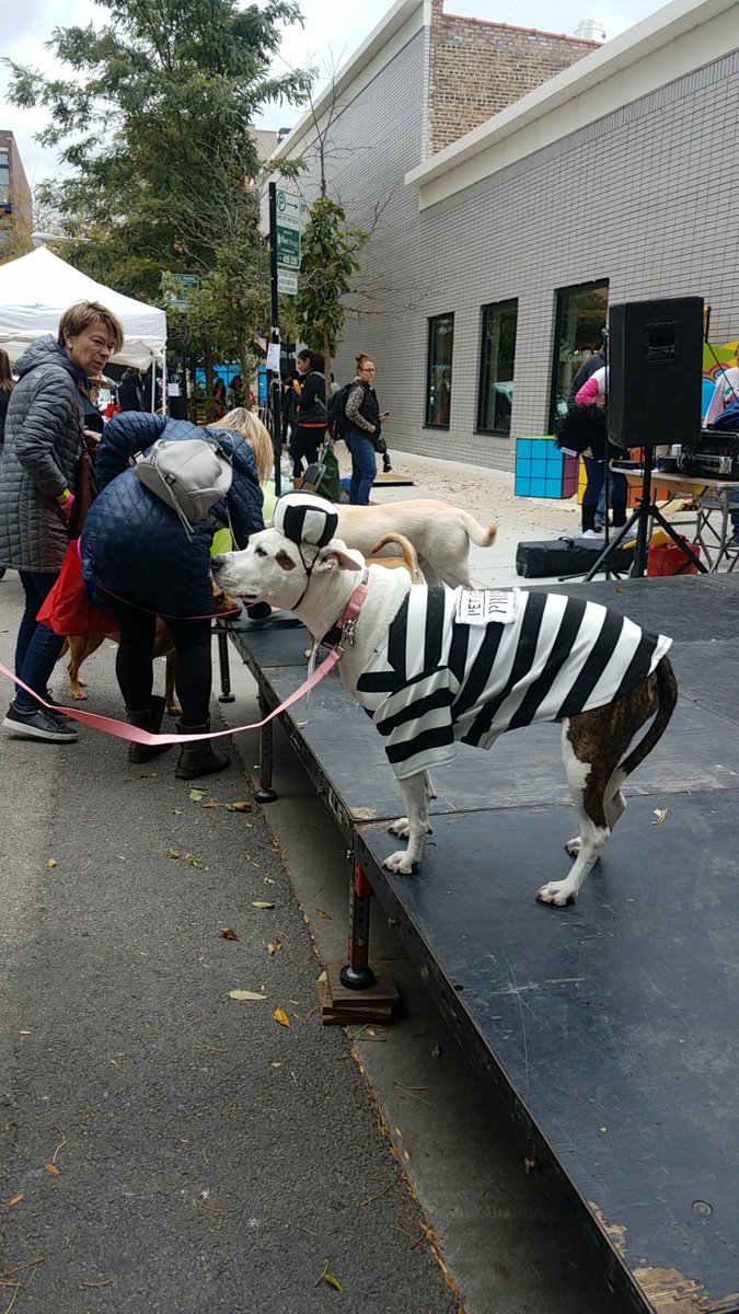 TravelByBubble's tweet photo. Doggos. #muttstrut #muttstrut2018 #chicagocaninerescue #adoptdontshop @CCR_pups https://t.co/8KjFuuD7Vg
