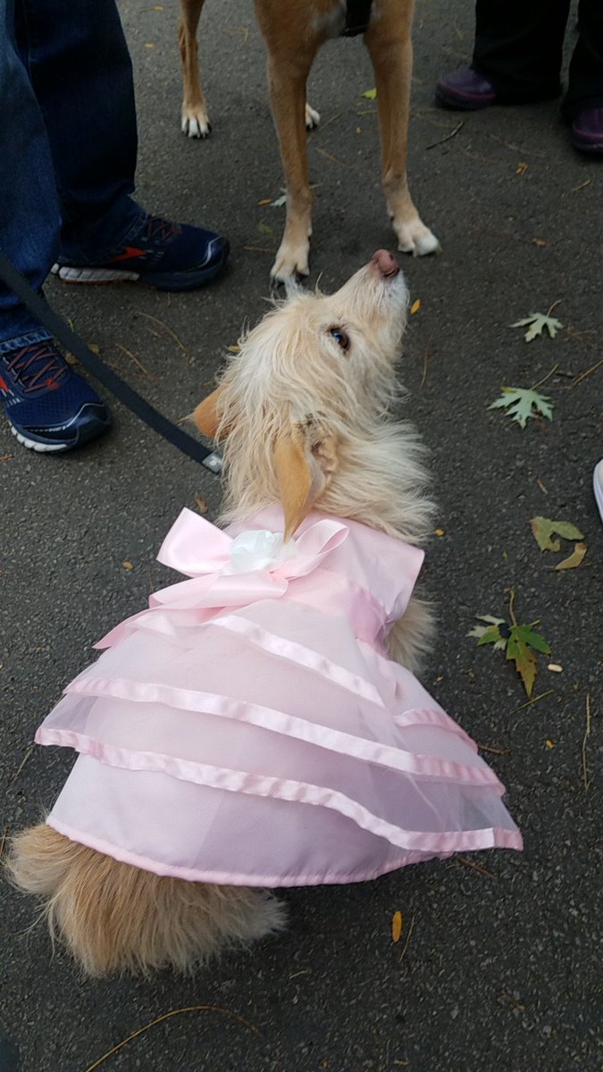 TravelByBubble's tweet photo. Doggos. #muttstrut #muttstrut2018 #chicagocaninerescue #adoptdontshop @CCR_pups https://t.co/8KjFuuD7Vg