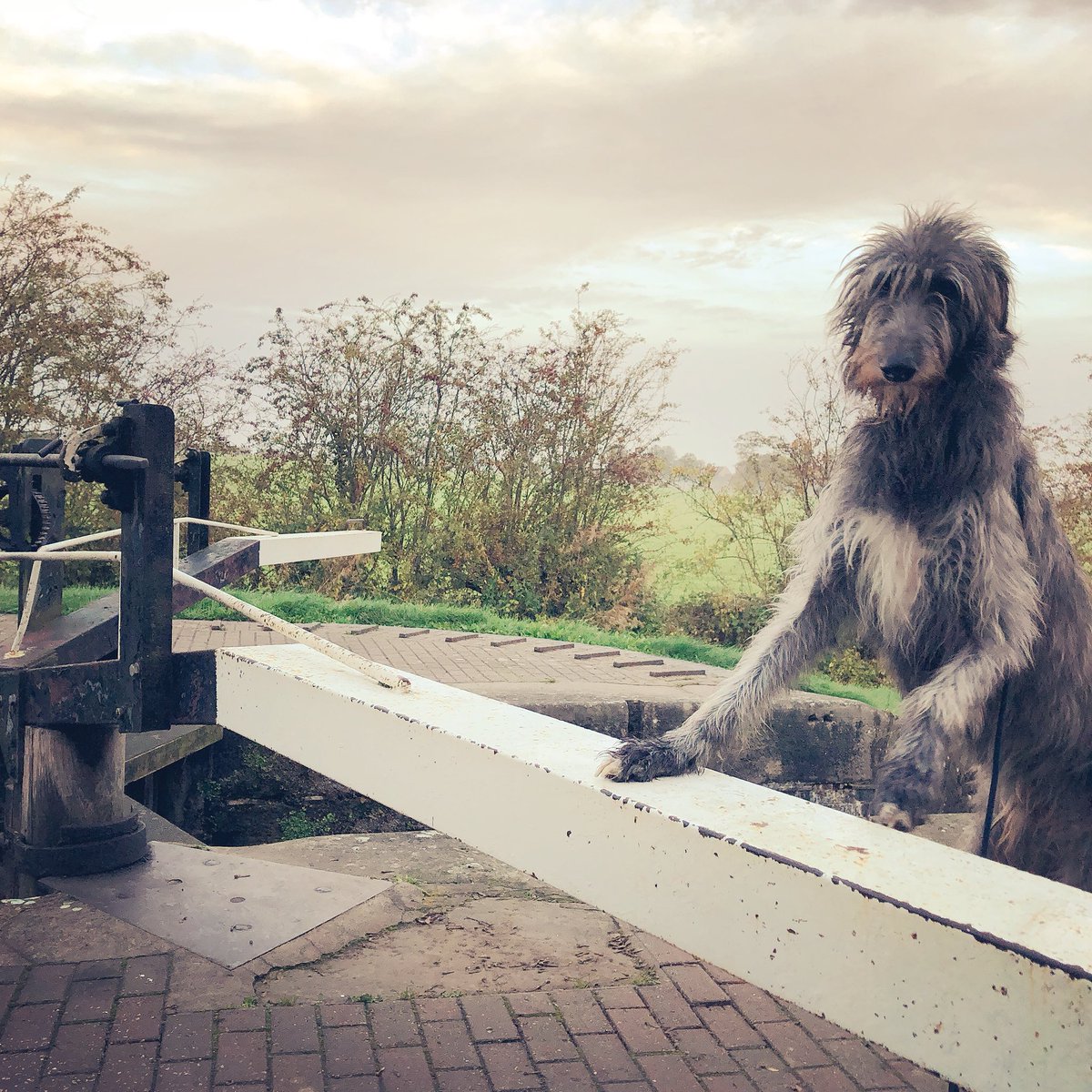 Another one of my holiday pics 😎
#canalholiday #boatdog #llangollencanal #wales