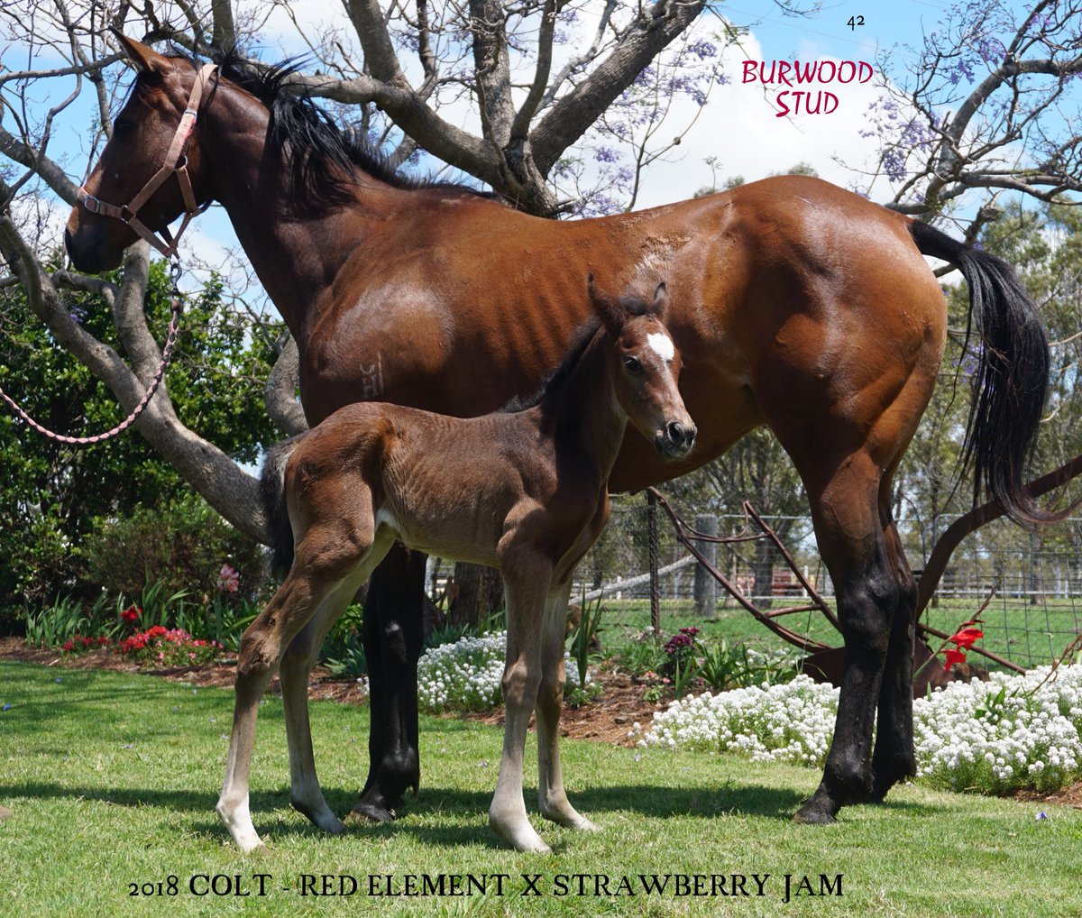 StudBurwood's tweet photo. Foal 42! 

A colt by #RedElement out of Strawberry Jam. 

Congratulations to owners Eugene &amp; marion Nolan! https://t.co/XGWX4rzSzN