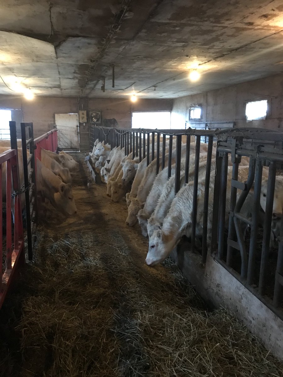 23 charolais steer and heifer calves Weaned ready to be sent and sell at keady livestock this coming Tuesday <a href="/GraceKuhl/">.</a> <a href="/scott_kuhl/">Keady Livestock Market</a> <a href="/JohnMielhausen/">John Mielhausen</a> #beidentifiable