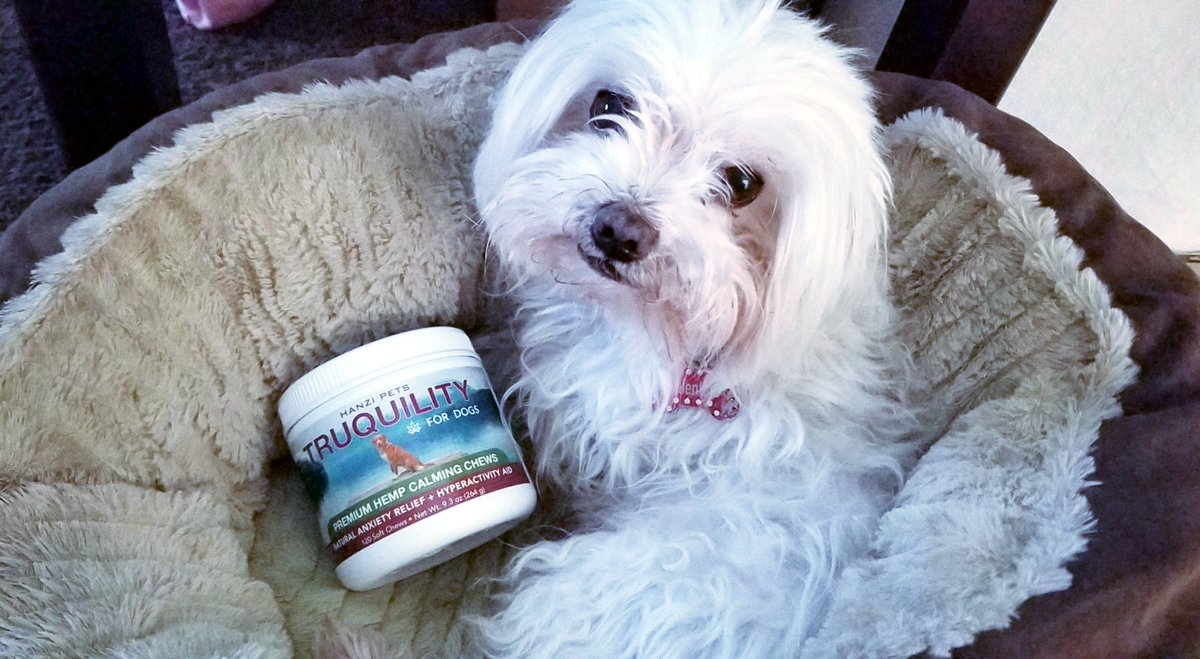 chachafance's tweet photo. 🐶 Even at 11 years old, my #Maltese dog has LOTS of energy, so these calming chews from @Hanzi_Company are perfect for him! #freesample
https://t.co/ZOf1b8ESZE
Includes organic hemp seed oil & organic hemp protein powder along with other #calming ingredients. #hanzipets #dogs https://t.co/xzYsDir1MM