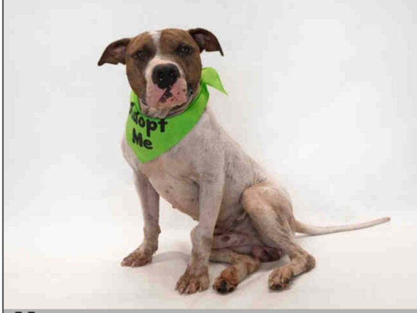 Orlando-Urgent Dogs tweet media