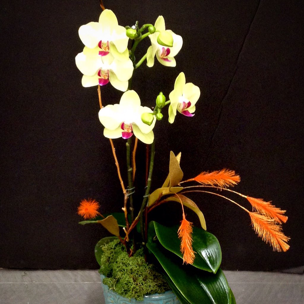 #WhyIsItSoHot in October? The #heatwave isn't stopping us from making #OrchidArrangements in #FallColors :) Visit our #OrchidStore in #WestLA for other colorful #orchids ! #Pac8Orchids #instaorchid #orchidsofinstagram #iLoveOrchids #orquidofilia #orchidcollector