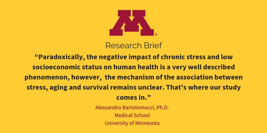 University of Minnesota on Twitter "UMNResearch Brief Social stress