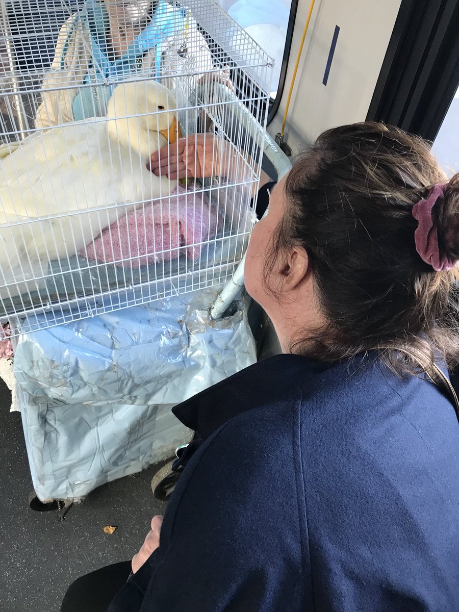 sarahblyth's tweet photo. Got to pet a duck today. Pretty sure duck is voting Blyth 😃

#VancouverVotes #voteblyth https://t.co/NuSOSYMTp2