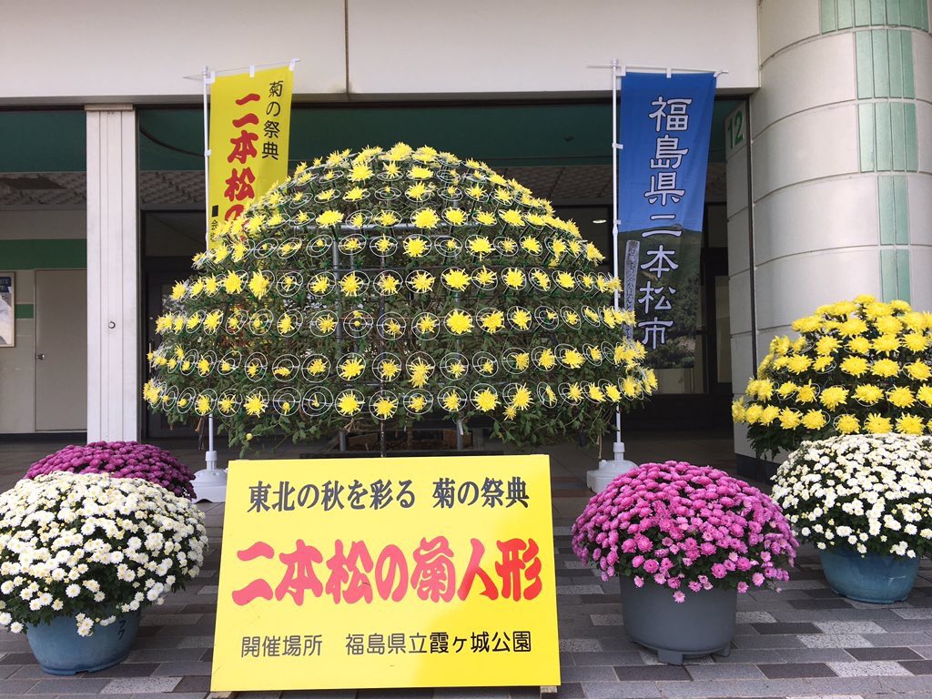 hashihama's tweet image. 10月20日（土）と21日（日）、福島県二本松市から届いた菊の千輪咲が、京都競馬場で見事な花を咲かせています。

下から拝見すると、1本の茎から、こんなにもたくさんの菊の花が咲いていることがわかります。

展示場所は、シンザンゲート側11番柱付近の近くです。

撮影  ぎーやま先生 @hidamari_me