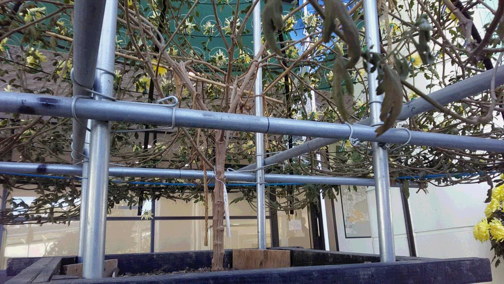 hashihama's tweet image. 10月20日（土）と21日（日）、福島県二本松市から届いた菊の千輪咲が、京都競馬場で見事な花を咲かせています。

下から拝見すると、1本の茎から、こんなにもたくさんの菊の花が咲いていることがわかります。

展示場所は、シンザンゲート側11番柱付近の近くです。

撮影  ぎーやま先生 @hidamari_me