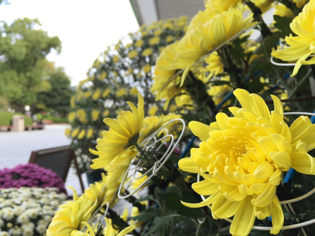 hashihama's tweet image. 10月20日（土）と21日（日）、福島県二本松市から届いた菊の千輪咲が、京都競馬場で見事な花を咲かせています。

下から拝見すると、1本の茎から、こんなにもたくさんの菊の花が咲いていることがわかります。

展示場所は、シンザンゲート側11番柱付近の近くです。

撮影  ぎーやま先生 @hidamari_me