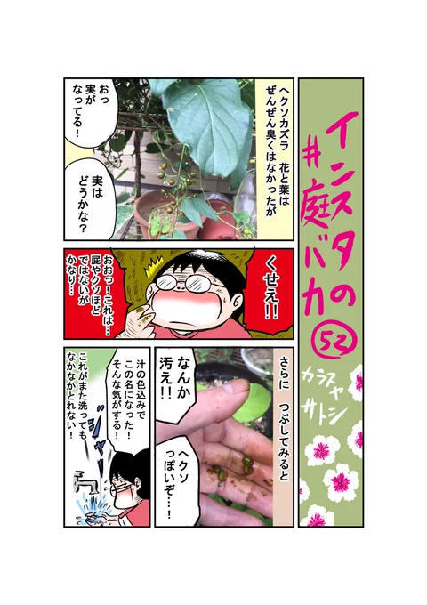おはようございます、インスタ庭マンガ第52話「ヘクソカズラの実」#庭バカ #ヘクソカズラ 