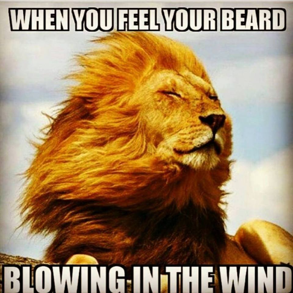 beardoholic's tweet photo. When You Feel Your Beard
Blowing In The Wind.
#BeardBlowingInTheWind #BeardLife https://t.co/vs3FzNPOXp