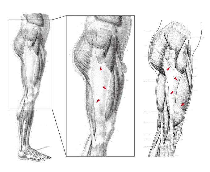腸脛靱帯は大腿全体を覆う大腿筋膜の肥厚部である。その輪郭は人為的なカットであり、解剖図によってトリミングが異なる。ちなみに腸脛靱帯の脛骨の付着部はジェルディ結節と呼ばれ、19世紀前半に美術解剖学を教えた解剖学者の名前がついている。 