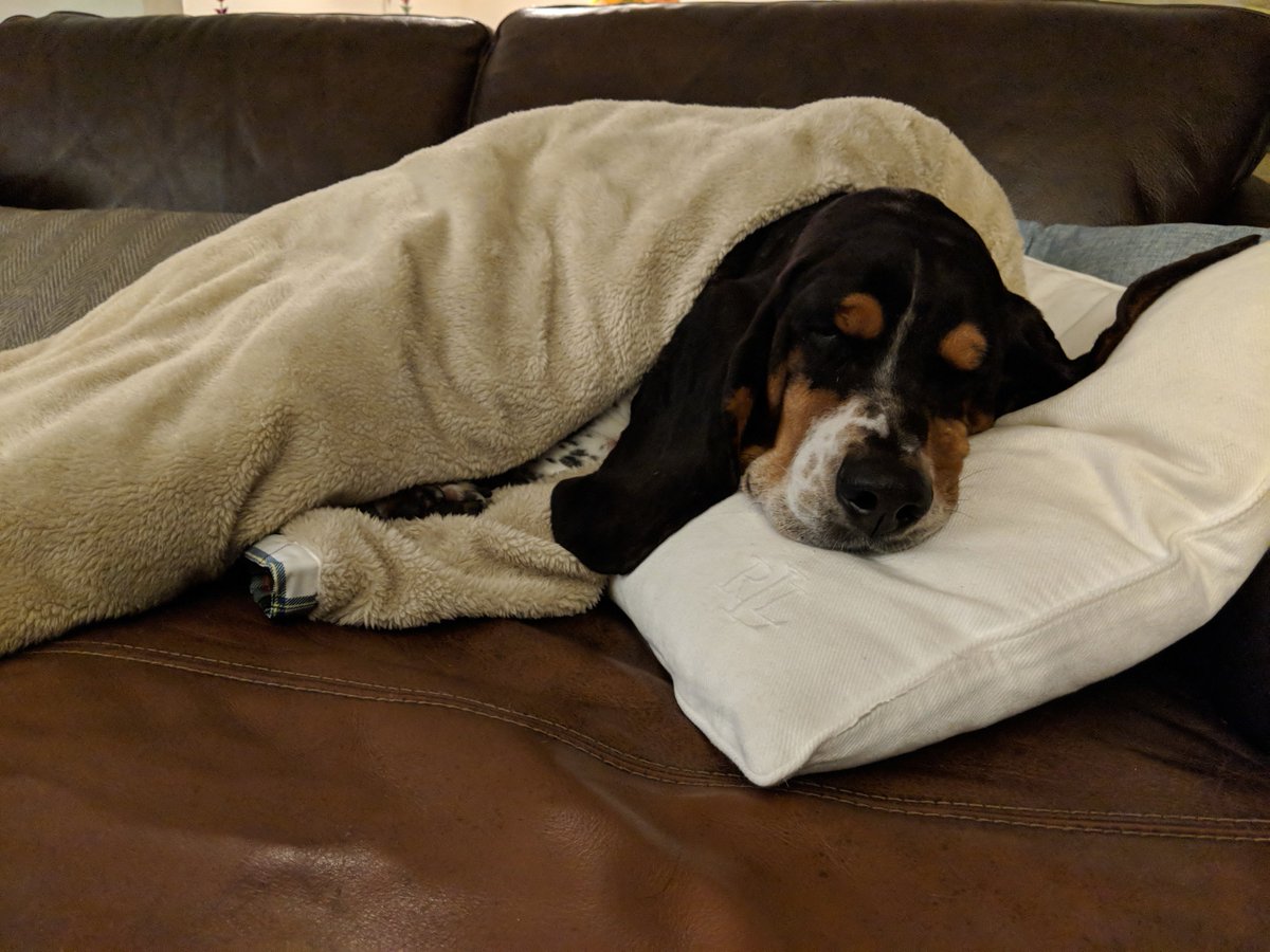 bufordcrofton's tweet photo. Saturday night and I'm leading the best life. #BestSaturdayPlans #LazyBasset https://t.co/DDNcPK7mbV