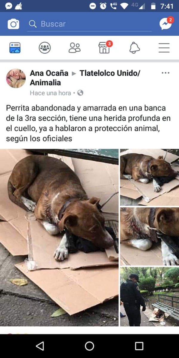 Centauro2611's tweet photo. CANELA una bebé pitbull de 7 meses, fue abandonada moribunda en Tlatelolco  herida en el cuello. Necesita ayuda para cubrir su tratamiento. Por favor apoyemos con $20, $30, $50 @UribeMerle @VCihuacoatl @rumabo1 @MascotasSismo @LETICIA777   @OvarioDeEva    https://t.co/DUqeM1rJeu