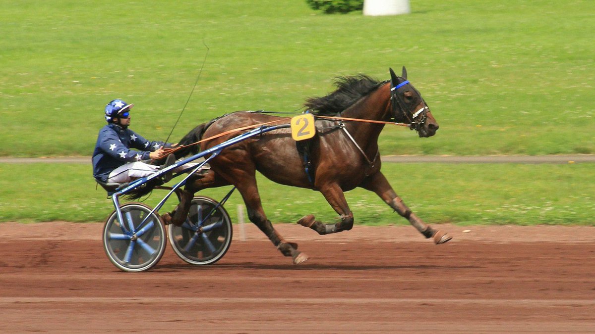 EcurieLPeltier's tweet photo. #Partants 🏇🏇
Ce dimanche à Lyon-Parilly, on sera doublement représenté dans le Prx de Beaurepaire : Fidèle Amour et Finest Hour.

Finest Hour possède la classe nécessaire pour bien faire à ce niveau.
Fidèle Amour risque de manquer de compétition. https://t.co/PtHIbYpuTc