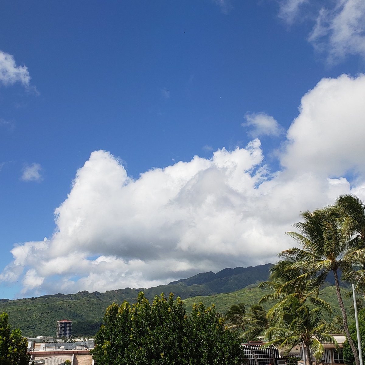 MandieSchrader's tweet photo. It's a beautiful day in the neighborhood.
#viewfromthelibrary #hawaii #oahu #YALibrarian #librarylife #luckyilivehawaii https://t.co/hjIr5nKzsc