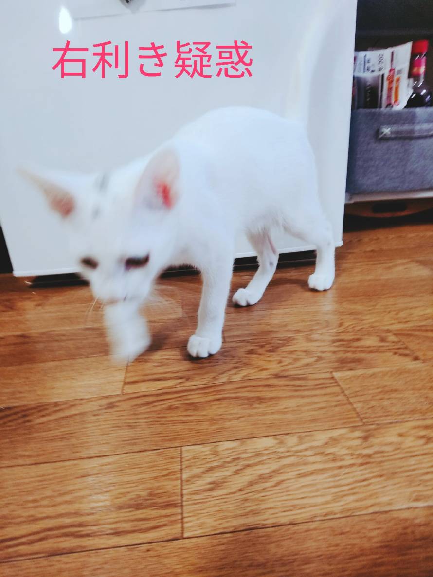 跳躍力ハンパない