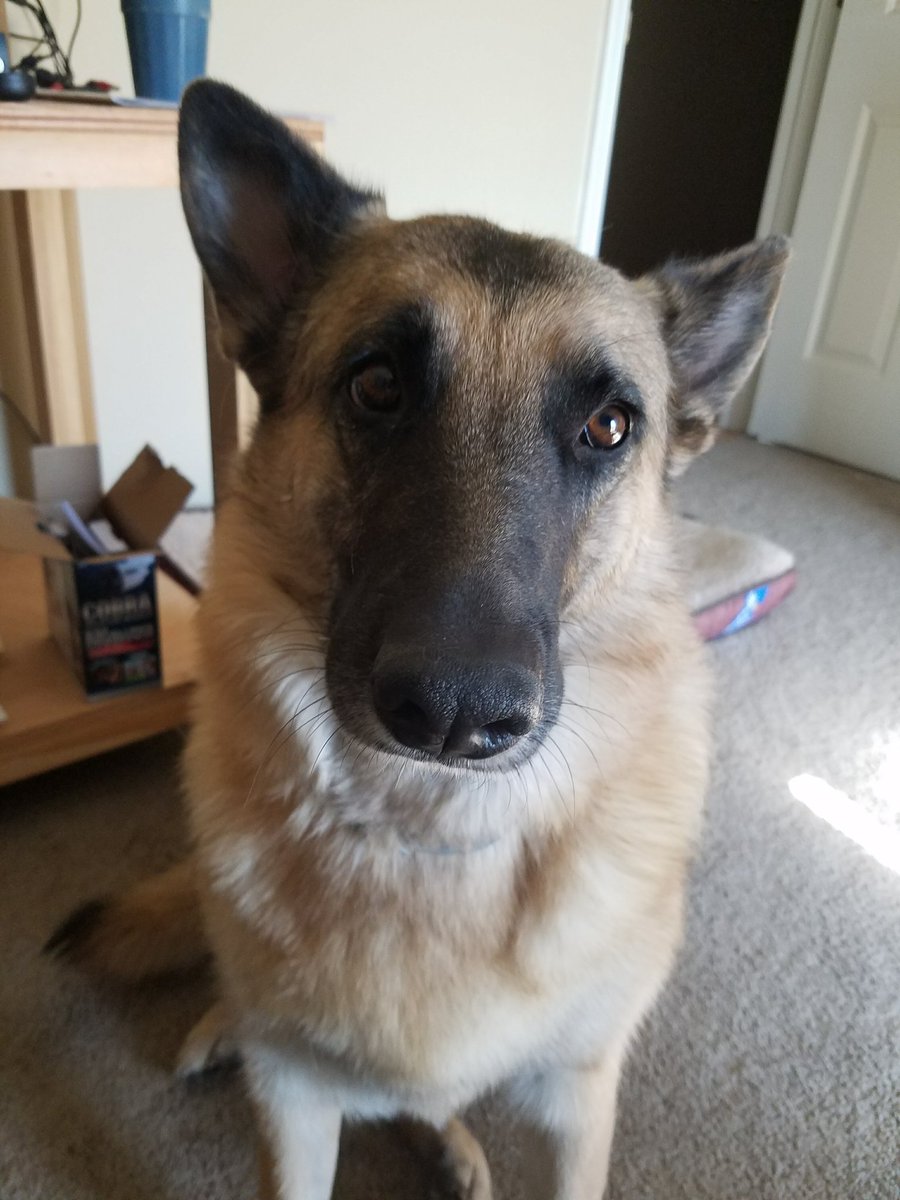 adenny356's tweet photo. @AYFKMPEOPLE @ThingsPutzSays @ForRover Our Maggie ate an entire bag of white chocolate mini twix, kit Kats, and Reese's candy wrappers and all. She pooped shiny wrappers for a week. Totally worth it. #NoRegrets #NotEvenASingleLetter https://t.co/2JN8FnrcZ4