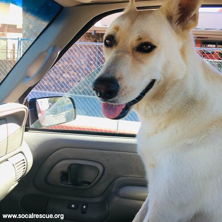 Running errands is less annoying when you have a Rescue friend along.

#scgsr #socalrescues